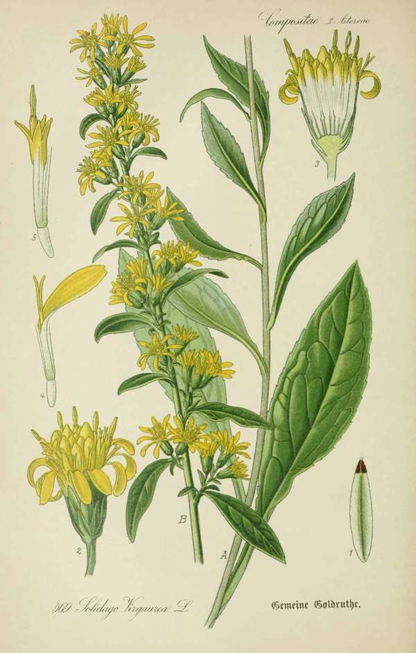 Gyógynövények, homeopátia, népi gyógyászat -2 – Aranyvessző Dr. Thomé  Botanika